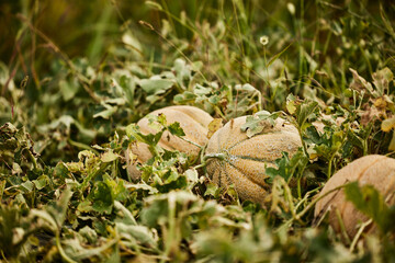 Close-up of three melons on the ground, growing.