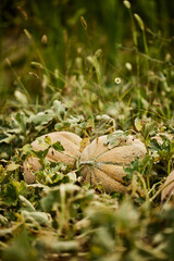 Close-up of melons, growing from the ground, in the garden.
