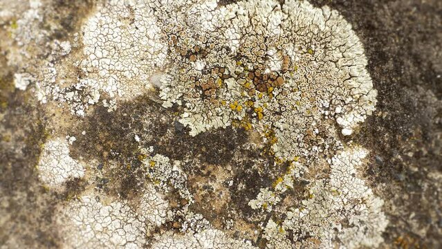 Stone lichen. Xanthoria parietina, on the stone wall. Extreme close up