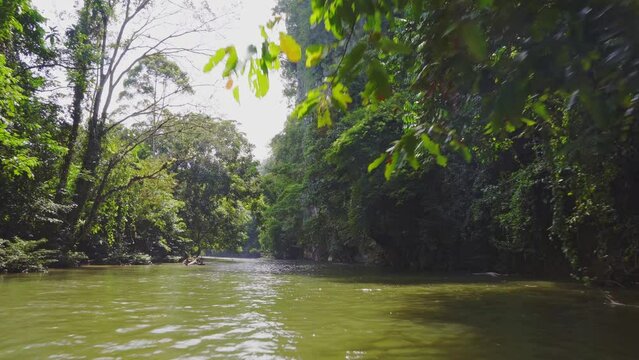 Amazing view of a river in the middle of the rainforest. 