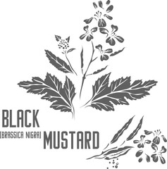 Black mustard plant vector silhouette. Medicinal Brassica nigra plant outline. Set of  Black mustard in Line for pharmaceuticals. Contour drawing of medicinal herbs