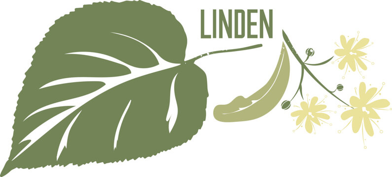 Linden branch medicinal tree in color vector silhouette. Medicinal Tilia cordata tree. Set of Linden flowers and leafs in color image for pharmaceuticals and coocking. Medicinal tree color drawing.