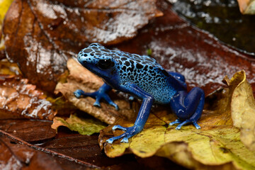 Blue poison dart frog // Blauer Pfeilgiftfrosch (Dendrobates tinctorius azureus)