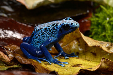 Blauer Pfeilgiftfrosch // Blue poison dart frog (Dendrobates tinctorius azureus)