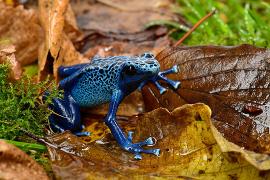 Blue poison dart frog // Blauer Pfeilgiftfrosch (Dendrobates tinctorius azureus)