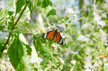 Graceful Butterflies Amongst Verdant Grasslands