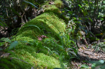 Fototapeta na wymiar Mystical World of Mosses: Nature's Tiny Green Wonders