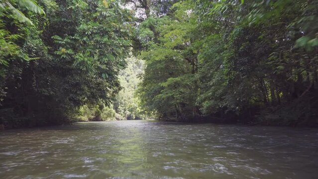 Amazing view of a river in the middle of the rainforest. 