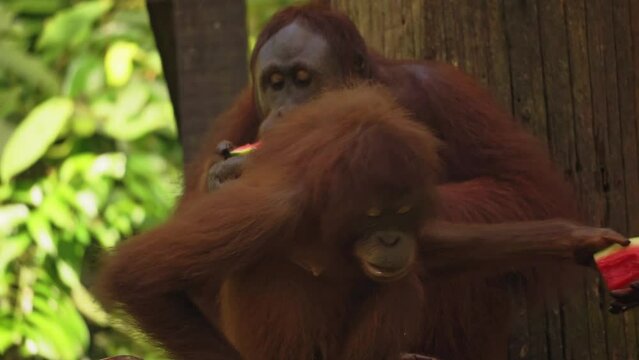 Amazing closeup of two orang utan eating fruits