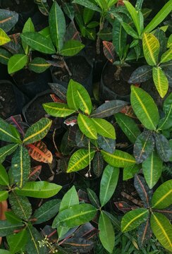 green tree python