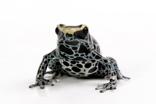 F&auml;rberfrosch // Dyeing poison dart frog (Dendrobates tinctorius) - Graubeiner, Awarape