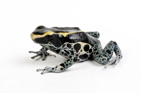 F&auml;rberfrosch // Dyeing poison dart frog (Dendrobates tinctorius) - Graubeiner, Awarape