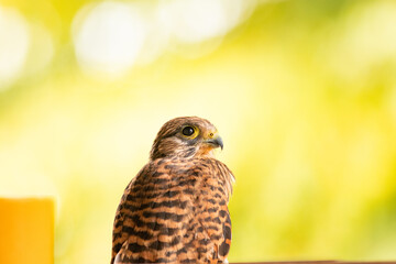kestrel and yellow light