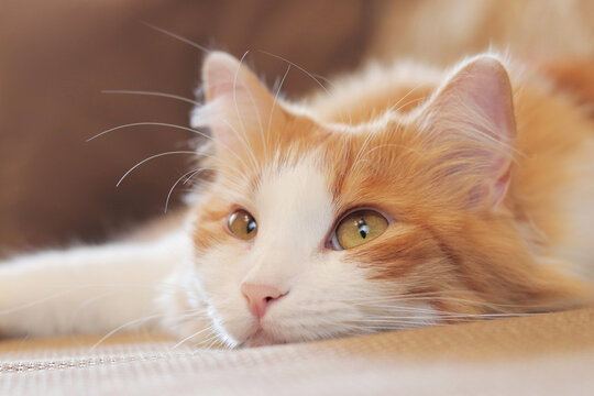 The cat is carefully watching something, close-up. The muzzle of a beautiful cat with expressive eyes. A ginger cat lies on the sofa