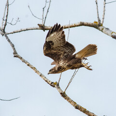 buzzard flying on a prey