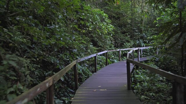 Walking view of the amazing rainforest