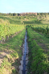 Fototapeta na wymiar Vineyards in the Mosel Valley close to Brauneberg