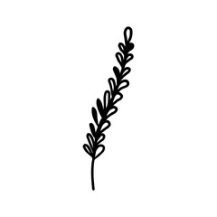 Single hand-drawn branch with leaves for greeting cards, posters, recipes, culinary design. Isolated on a white background. Doodle vector illustration.