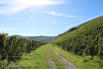 Fototapeta na wymiar Vineyards in the Mosel Valley close to Brauneberg
