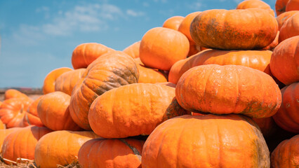 A group of pumpkins in a cart outside on a sunny day.