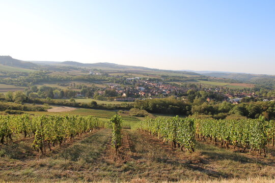 Vineyards in Burgundy | Village of Nolay in the background