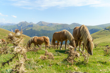 Horses grazing in the mountain meadows in the pyrenees spain