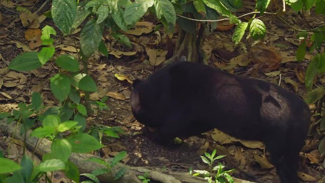 Amazing close up of a sun bear in the rainforest