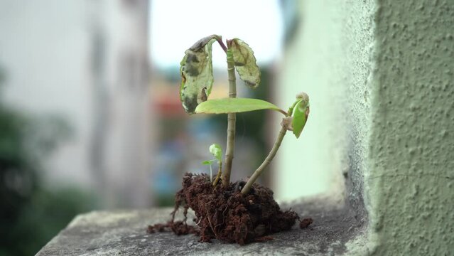 Sick dying plant and soil removed from garden. kalanchoe pinnata also known as miracle leaf