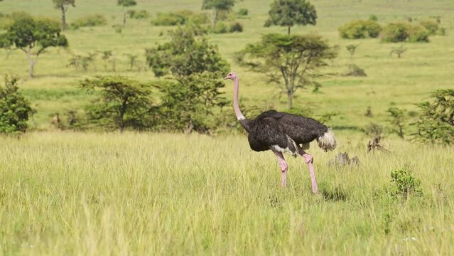 Slow Motion Shot of Ostrich walking running across luscious green savannah plains of Masai Mara, African flightless birds in Maasai Mara National Reserve, Kenya, Africa Safari Animals