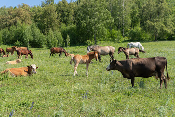 Obraz premium Horses and cows graze on a green field. Animals on the field on a summer day.