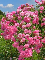 Obraz premium Rose shrub pink flowers in the garden. 