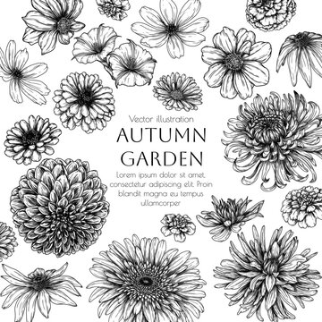 Vector frame autumn garden. Dahlia, cosmos, zinnia, marigold, calendula, rudbeckia, gladiolus, datura, chrysanthemum, gerbera in engraving style