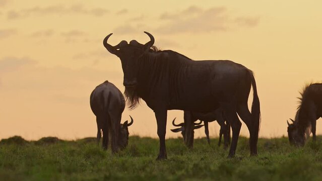 Slow Motion of Wildebeest Herd Silhouette, Silhouetted in Orange Sunset, Grazing Grass in Africa Savannah Plains Landscape Scenery, African Masai Mara Safari Wildlife Animals in Maasai Mara