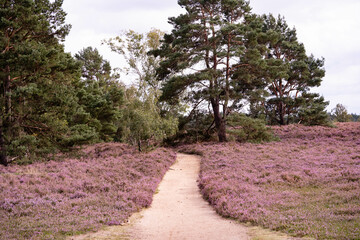 Während der Heideblüte im August mit dem Mountainbike durch das Naturschutzgebiet Fischbeker...