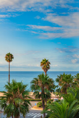 Fototapeta na wymiar Palm trees on the background of the summer beach