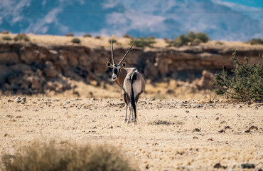 Majestic Oryx Antelope in Namibian Desert: Graceful Encounter with the Arid Wilderness