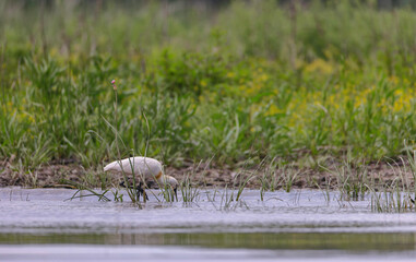 A white bird standing in a body of water in the Danube Delta ecosystem environment conservation eco