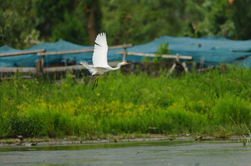 A white bird soaring over the tranquil waters of the Danube Delta, showcasing the incredible biodiversity of this unique ecosystem environment conservation eco