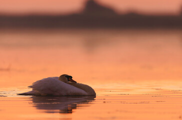 A serene white swan gracefully gliding on the calm waters of the Danube Delta environment conservation eco