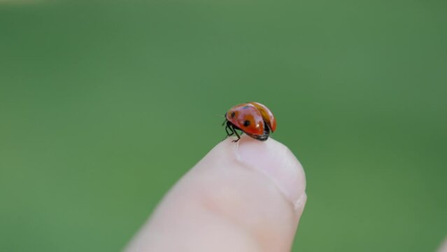 ladybug flying on fingertip