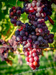 Reife Weintrauben am Rebstock Anfang Herbst