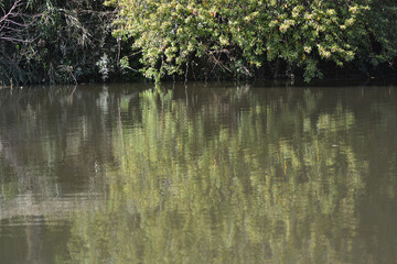 a lagoon on a campus at the University of Concepción in Chile