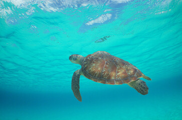Green sea turtle swimming in the crystal clear waters of the Caribbean Sea