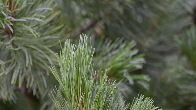 Among the pine needles, the beautiful crested tit (Lophophanes cristatus)