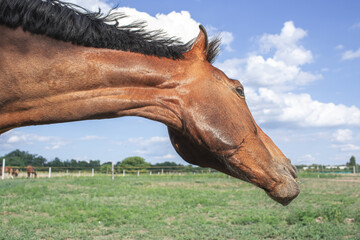 Beautiful horse shaking its mane on the green field.