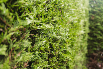 Fototapeta premium close up green grass