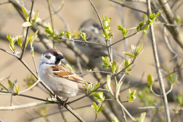 Bird, Field Sparrow sitting in bushes on branch, Passer montanus