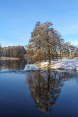 Group of mallard ducks in calm water