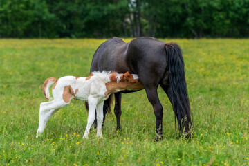 Icelandic horse mare with her young foal