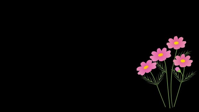 風に揺れるコスモスの動画（背景の黒い部分は透過しています。）